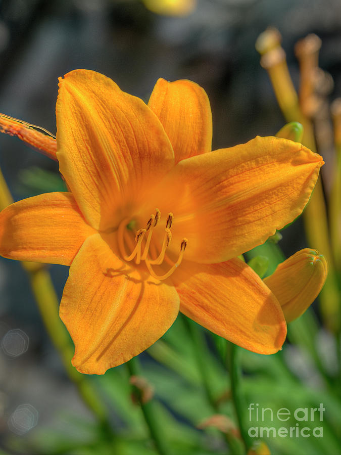 Yellow Gold Tiger Lily Photograph by David Zanzinger