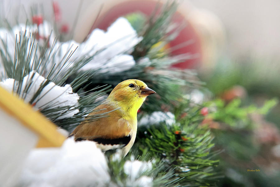 Christmas Photograph - Yellow Goldfinch by Christina Rollo