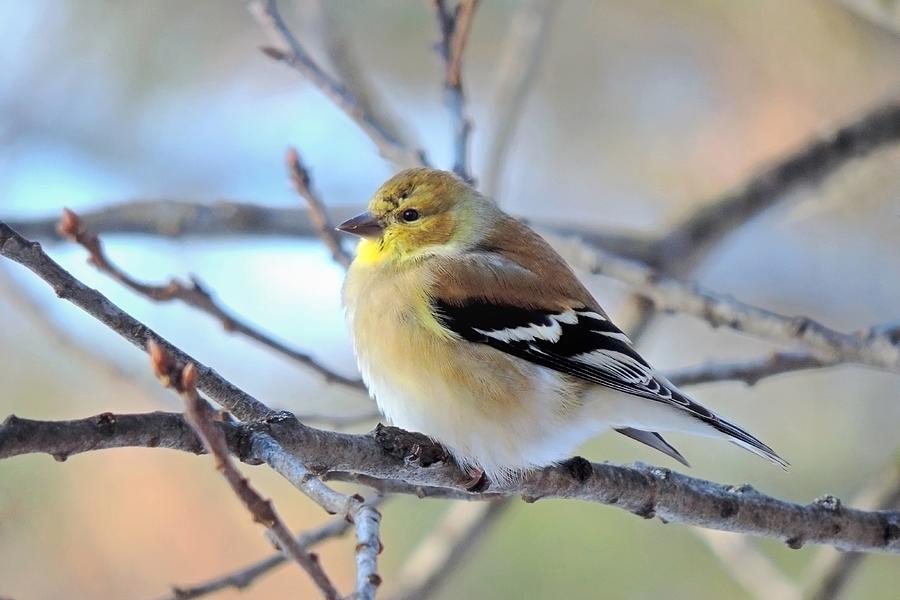 Yellow Goldfinch in Spring Photograph by Carmen Macuga - Fine Art America