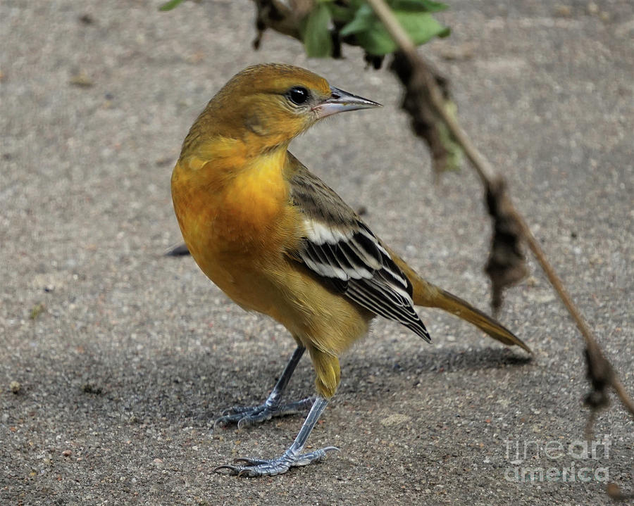 Yellow Goldfinch Photograph By Karen Beasley Fine Art America