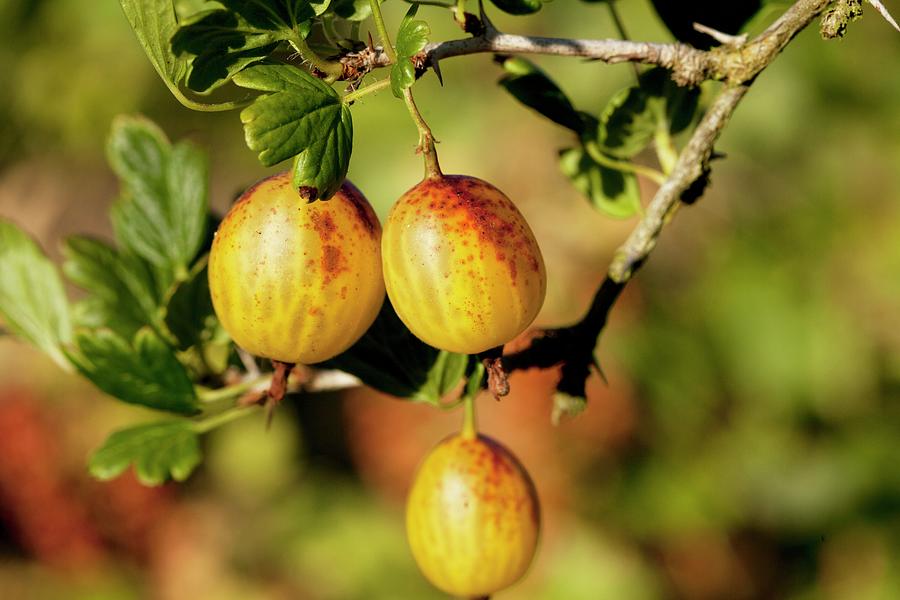 Yellow Gooseberries On The Bush Photograph by Creative Photo Services ...