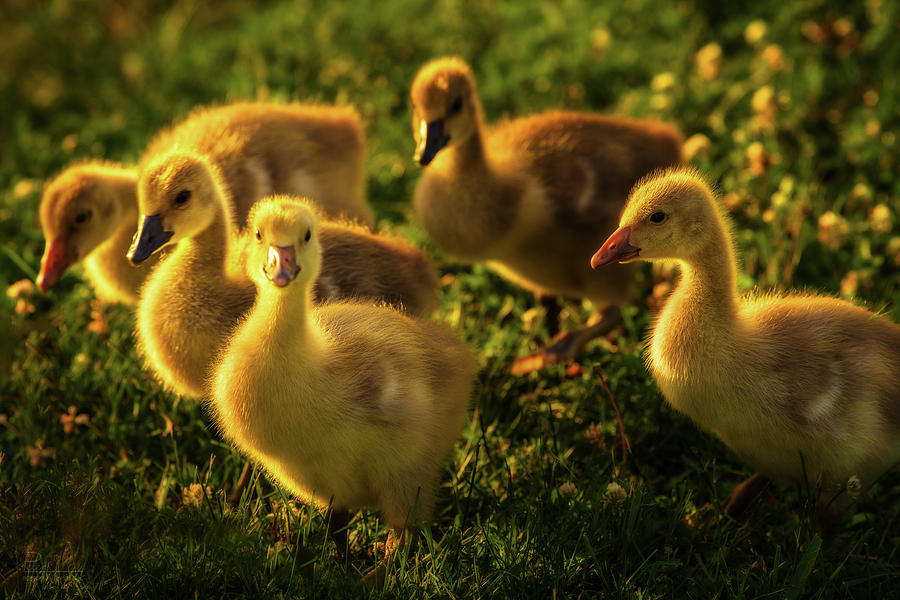 Wild yellow goslings in springtime grass and flowers Photograph by Peter Herman