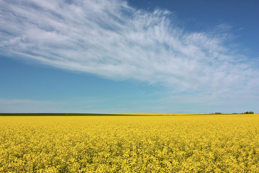 Yellow Green Canola Field And Blue Sky Photograph by Virginia Zozaya