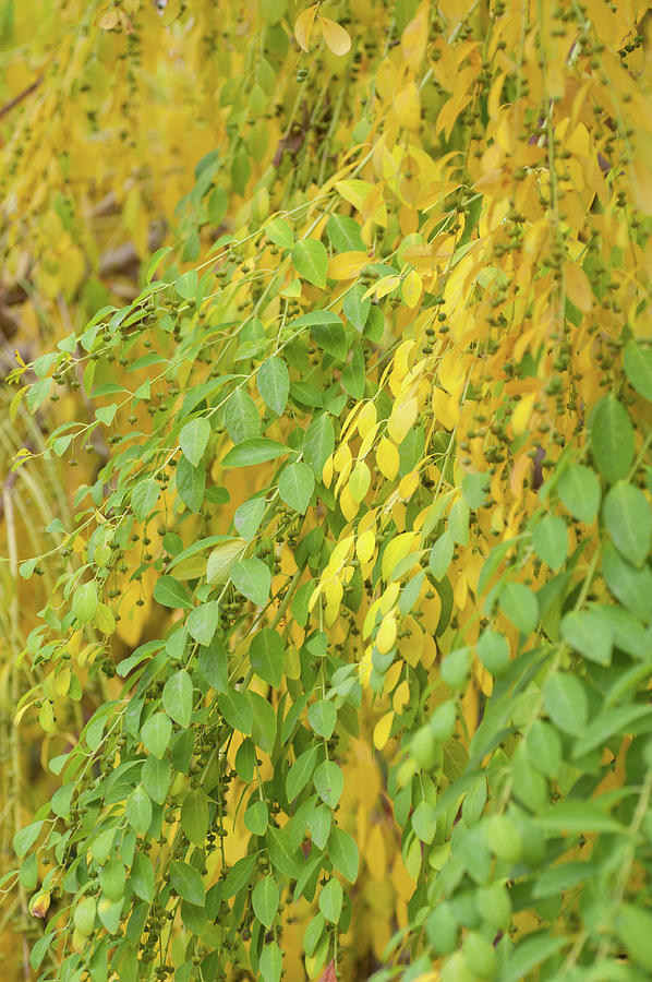 Yellow Green Foliage of Flueggea Suffruticosa Photograph by Jenny Rainbow