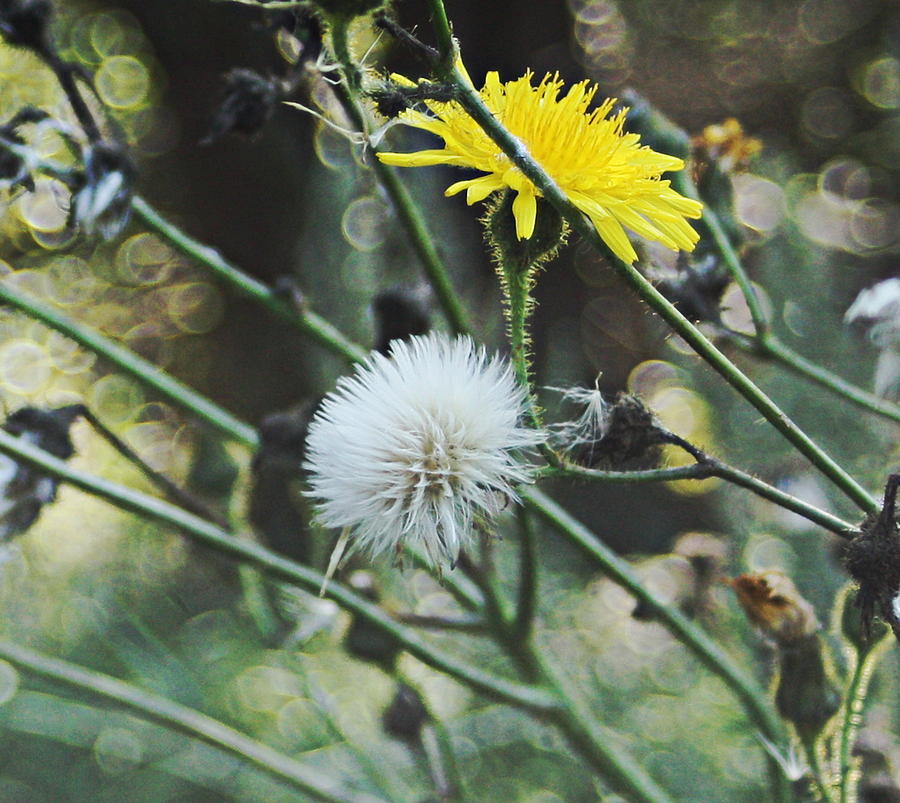 Yellow Hawkweed by Sannel Larson Yellow Hawkweed by Sannel Larson