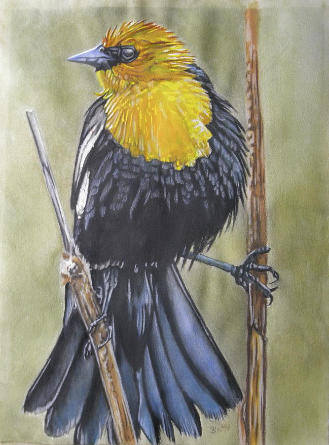 Yellow-Headed Black Bird 7 by Barbara Keith Yellow-Headed Black Bird 7 by Barbara Keith