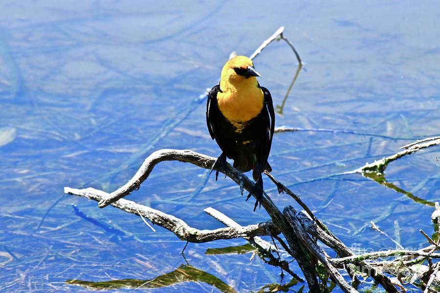 Bird Photograph - Yellow Headed Blackbird by Craig Wood