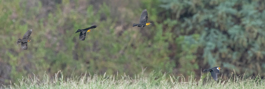 Yellow-headed Blackbird Photograph by Tam Ryan
