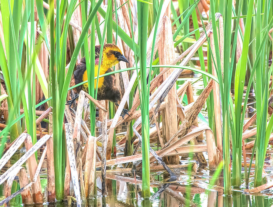 Yellow Headed Blackbird Photograph by Wade Aiken