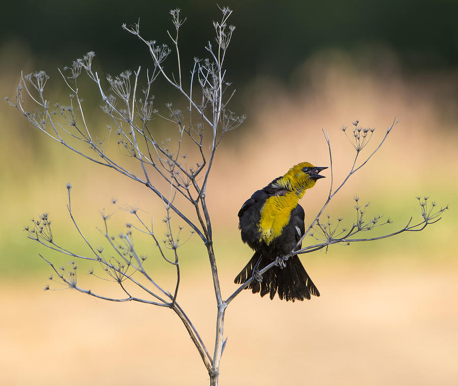 Wildlife Photograph - Yellow-headed Blackbird, Xanthocephalus Xanthocephalus by Verdon