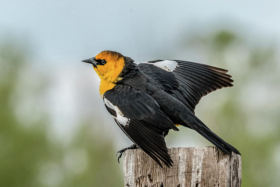 Yellow-Headed Blackbird Photograph by Yeates Photography