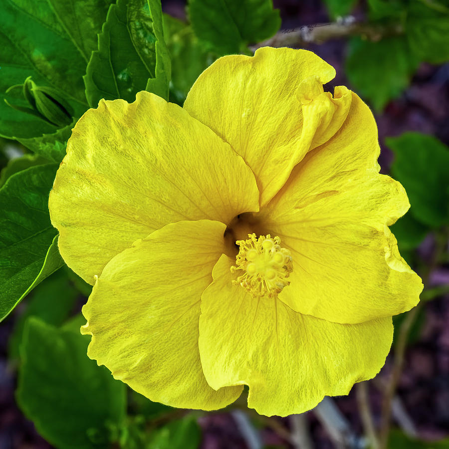 Yellow Hibiscus s1918 Photograph by Mark Myhaver