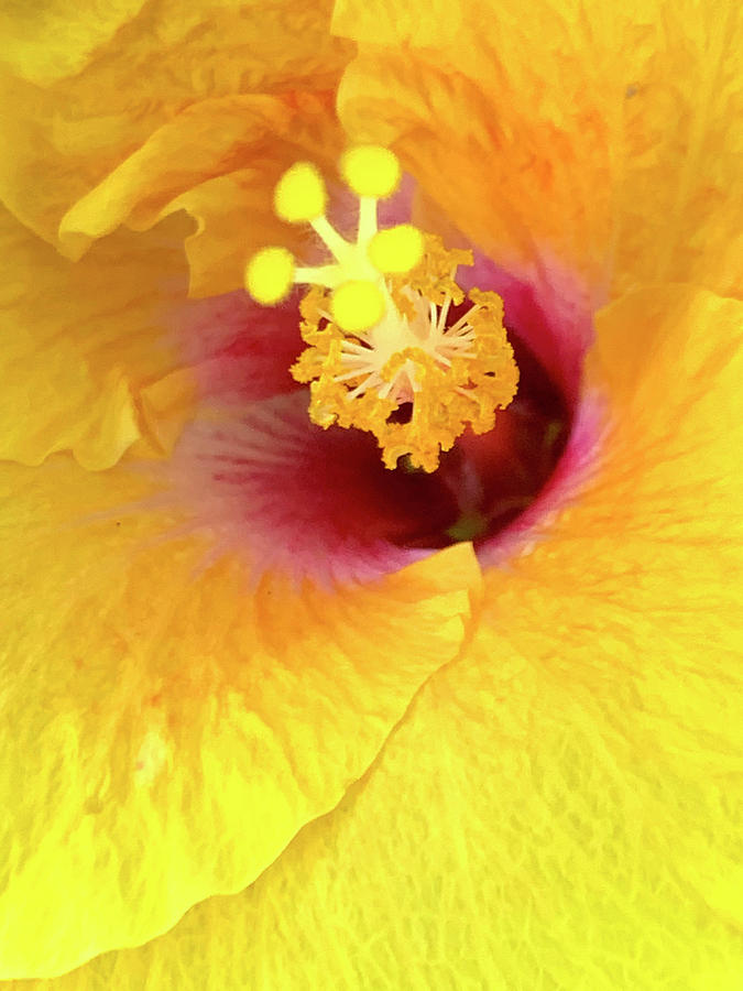 Yellow Hibiscus Photograph by Sean Davey