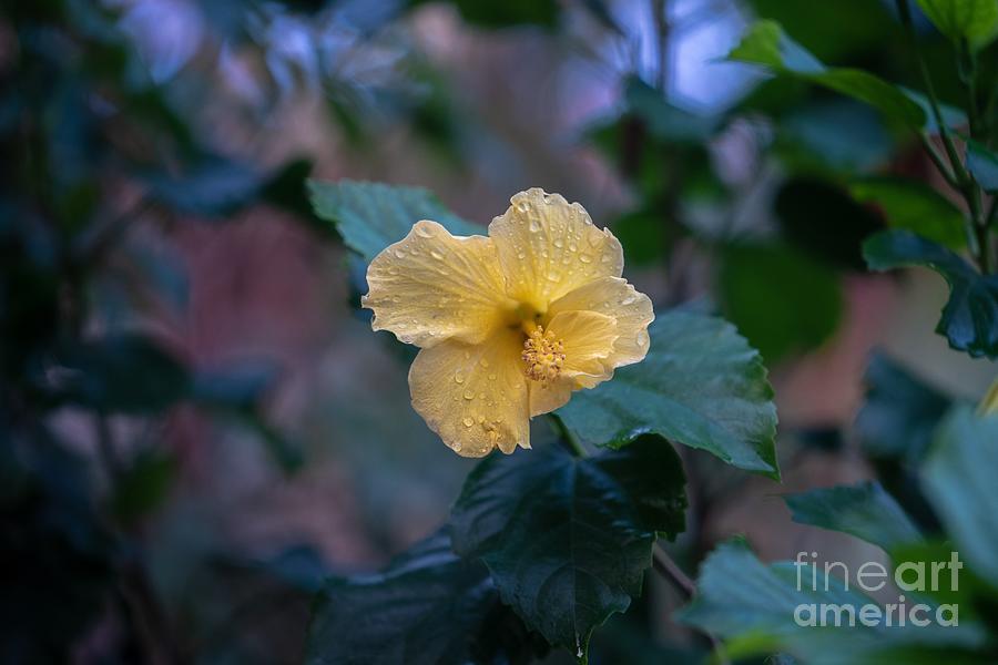 Yellow Hibiscus Photograph by Susan Rydberg