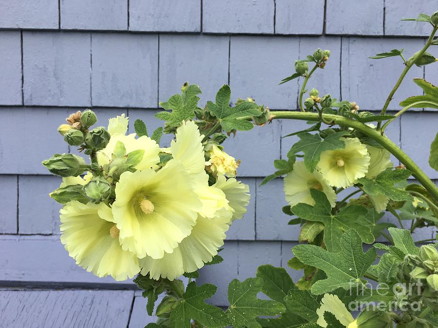 Yellow Hollyhock by Cheryl Abbiati Yellow Hollyhock by Cheryl Abbiati