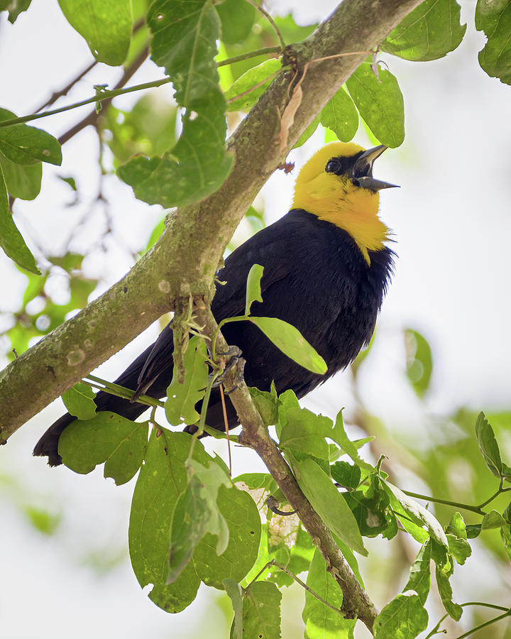 Yellow Hooded Blackbird El Escobal Ibague Tolima Colombia Photograph by Adam Rainoff