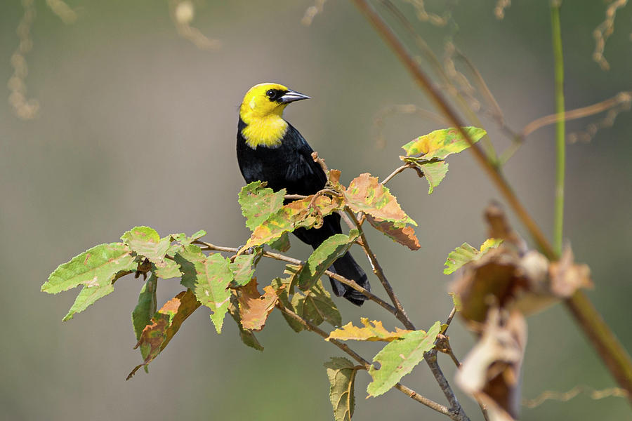 Yellow Hooded Blackbird La Palmita Casanare Colombia Photograph by Adam Rainoff