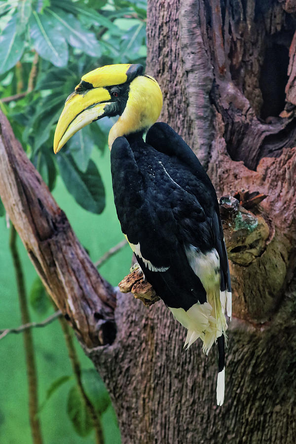 Yellow Hornbill Photograph by Doolittle Photography and Art