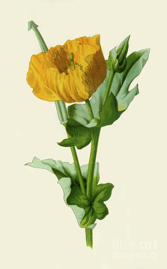 Yellow Horned Poppy Drawing by Print Collector