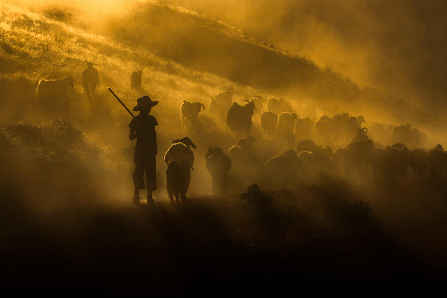 Sheep Photograph - Yellow Hot Ride by Ummu Nisan Kandilcioglu