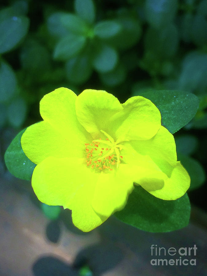 Yellow Hypericum - St Johns Wort by James Fannin Yellow Hypericum - St Johns Wort by James Fannin
