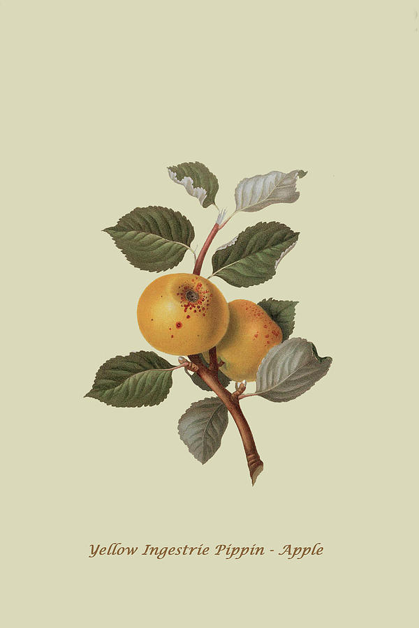 Yellow Ingestrie Pippin - Apple Painting by William Hooker