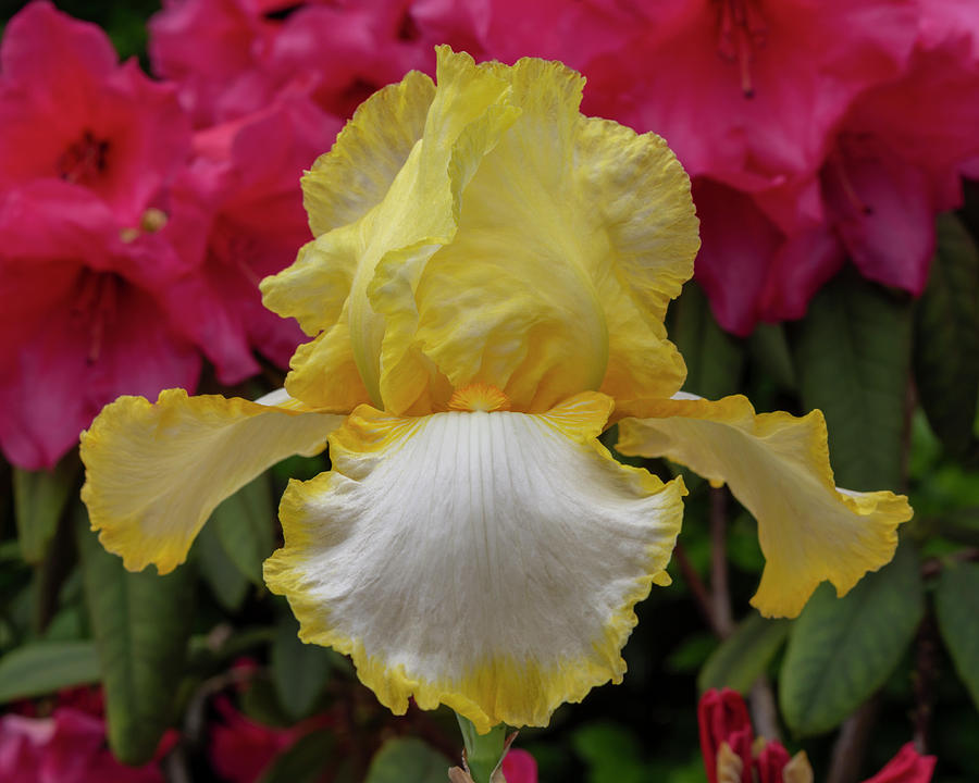 Iris Photograph - Yellow Iris 5/8 by Bruce Frye