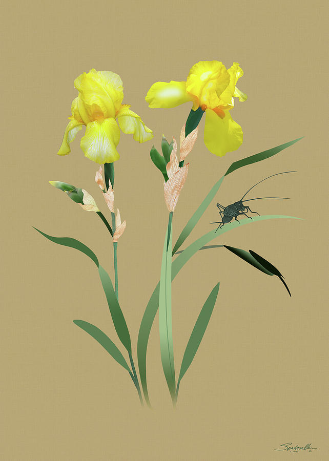 Yellow Iris and Cricket Digital Art by M Spadecaller
