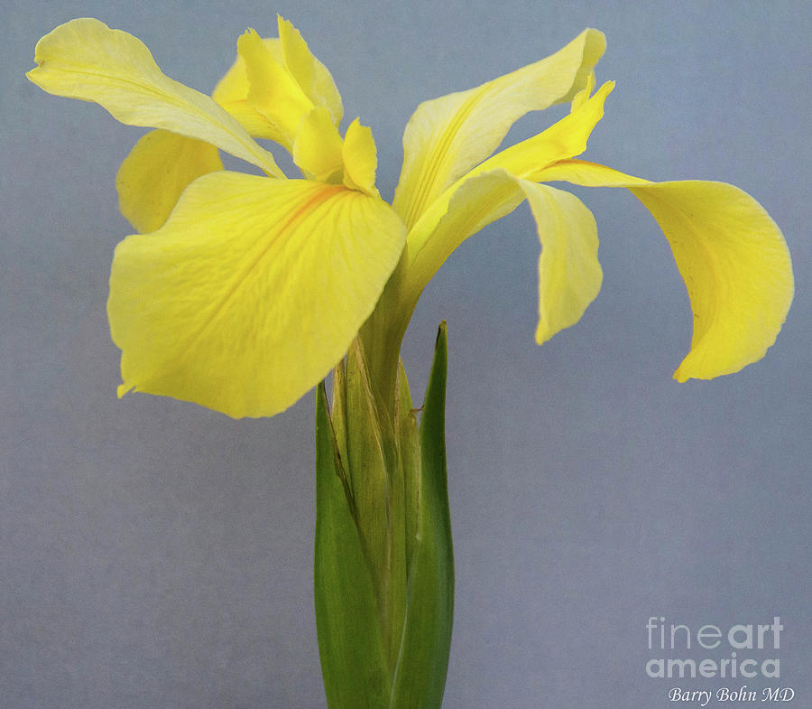 Yellow Iris Photograph by Barry Bohn