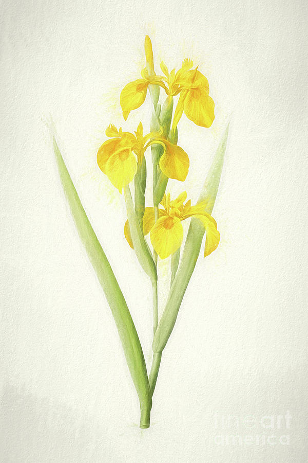 Yellow Iris Botanical Chalk Art by Nikki Vig Yellow Iris Botanical Chalk Art by Nikki Vig