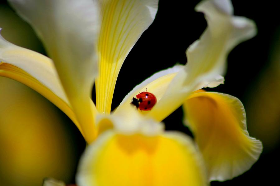 Yellow iris flower with a ladybug on the petal Photograph by LaDonna McCray