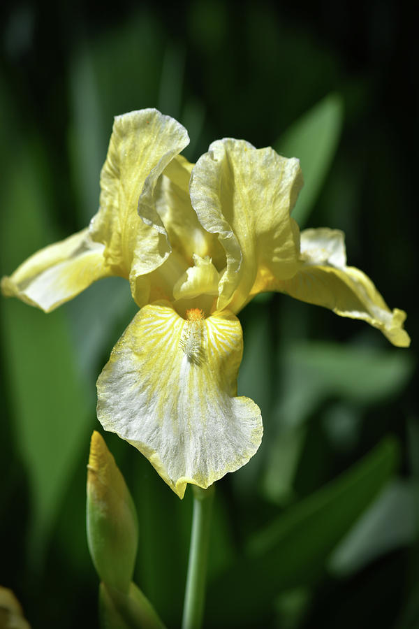 Iris Photograph - Yellow Iris in the Garden by Maria Keady