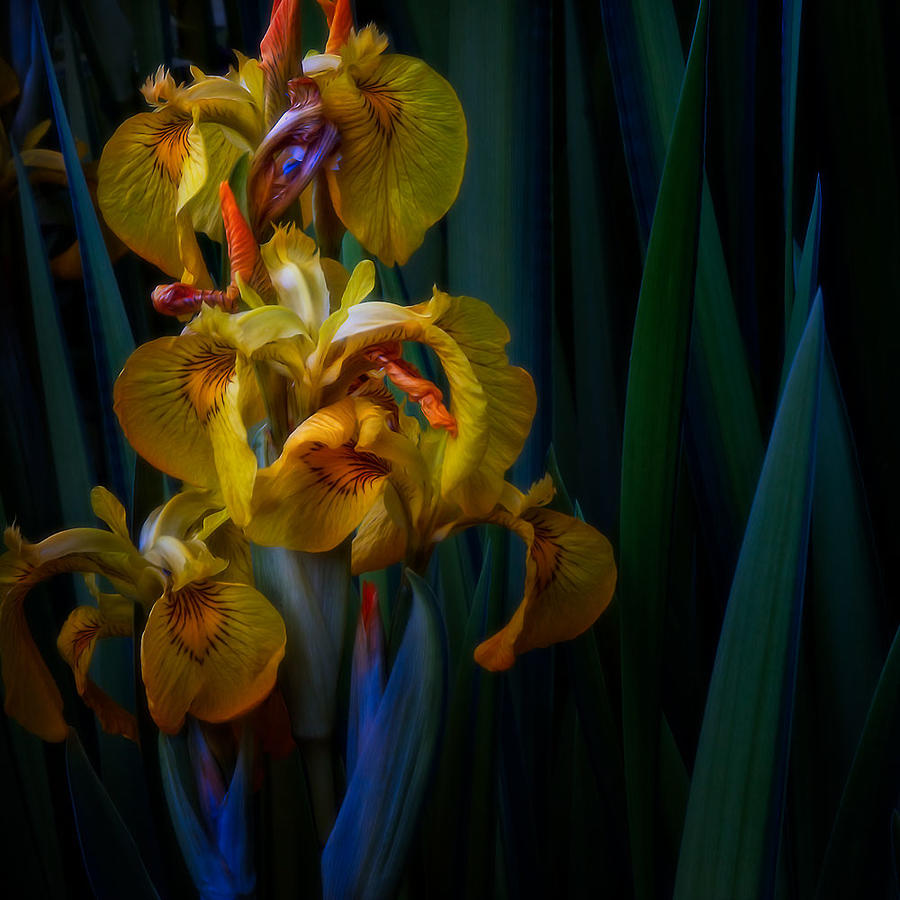 Yellow Iris Photograph by Jeff Krewson