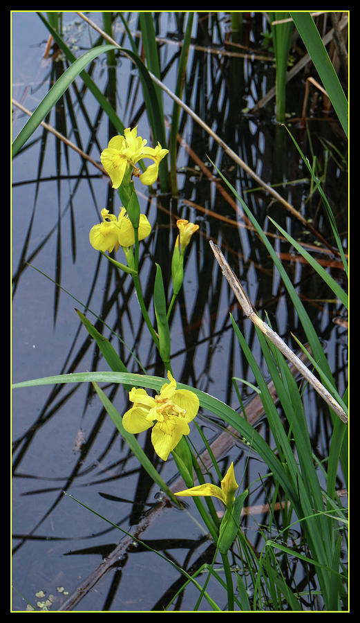 Iris Photograph - Yellow Iris by Scott Kingery