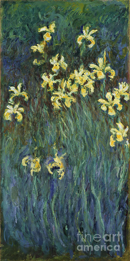 Yellow Irises, 1914-1917. Artist Monet Drawing by Heritage Images