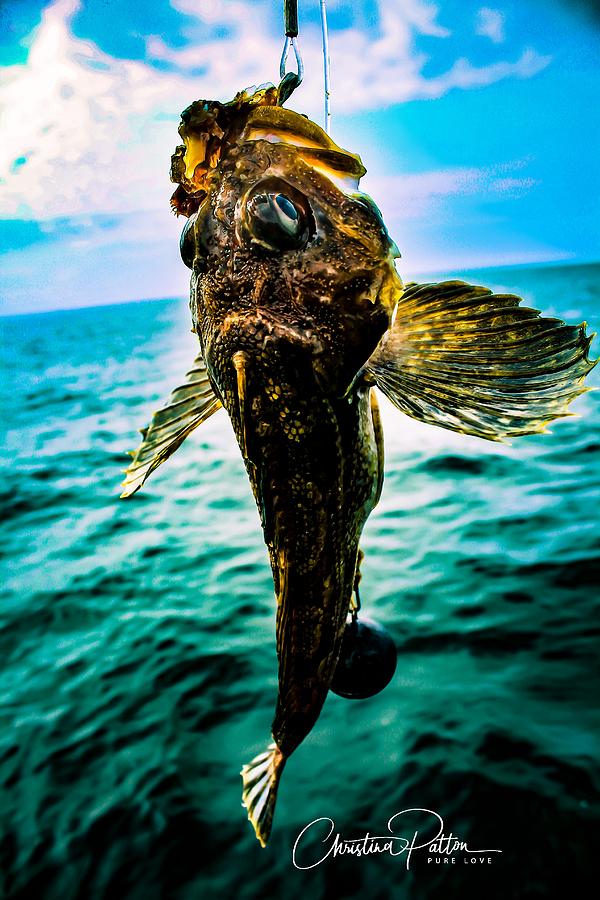 Yellow Irish Lord Fish Photograph by Christina Patton