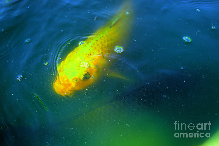 Yellow Koi Fish Photograph