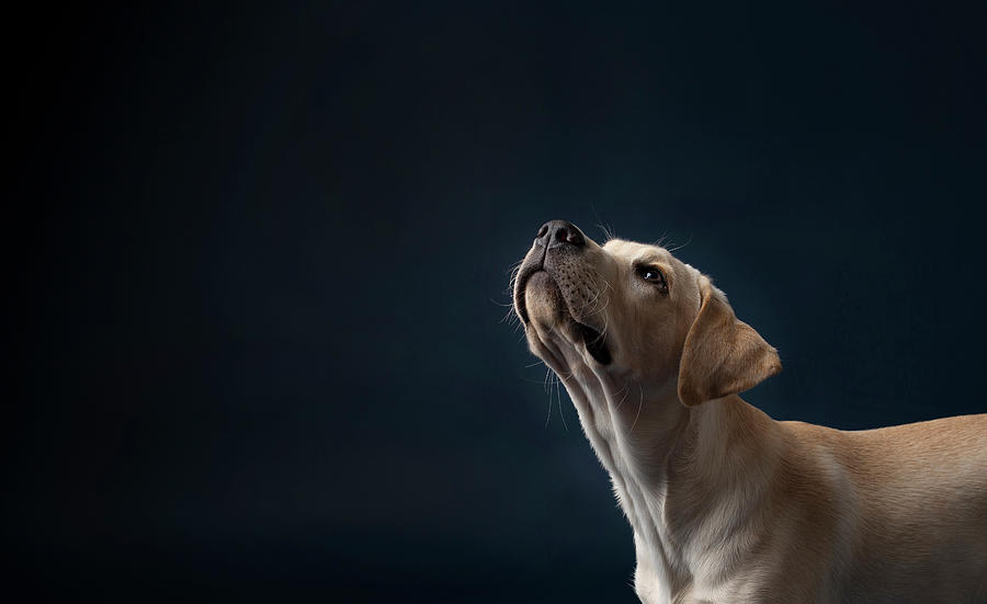 Yellow Lab Puppy On Dark Blue Background Looking Camera Left And Up Photograph By Cavan Images