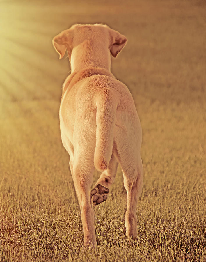 Labrador Retriever Photograph - Yellow Labrador Retriever in Golden Light by Jennie Marie Schell