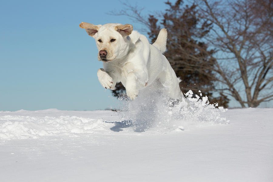 Yellow Labrador Retriever Romping In Fresh Snow, Connecticut, Usa