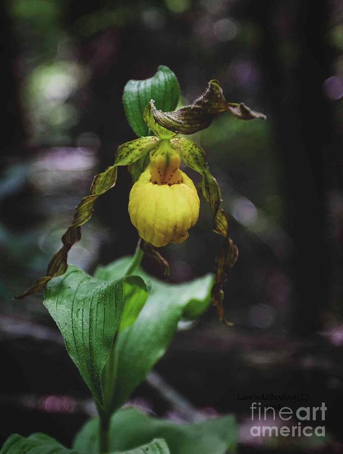 Yellow Lady Slipper Photograph by Laurinda Bowling