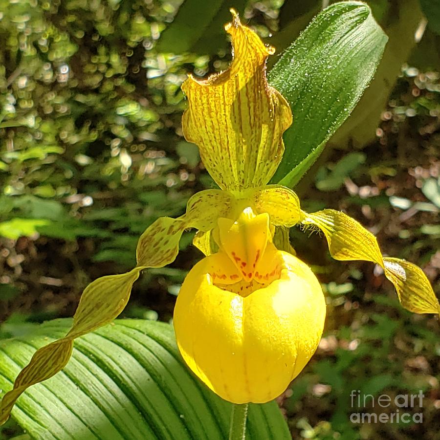 Lady's slipper orchid, an appreciation for rare beauty