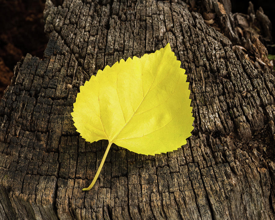 Yellow Leaf Photograph