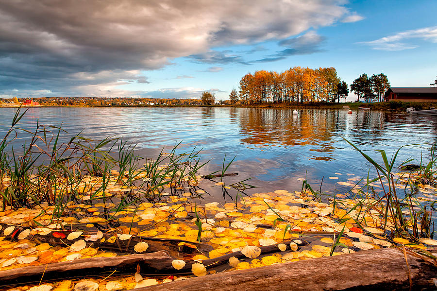 Yellow Leafs Drives On Surface Of Lake Photograph by Anna A. Krømcke
