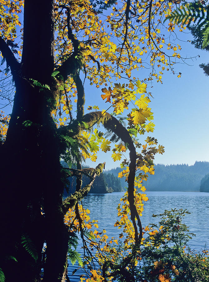 Yellow Leaves at Eel Lake Photograph by Robert Potts