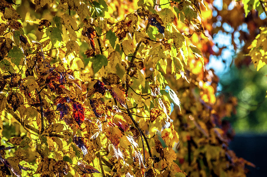 Yellow Leaves by James L Bartlett Yellow Leaves by James L Bartlett