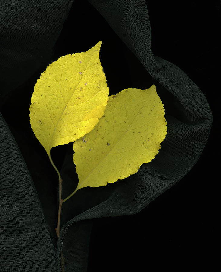 Yellow Leaves Photograph by John Grant