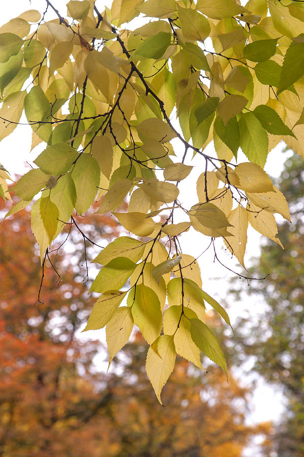 Yellow Leaves of American Hackberry Tree 2 Photograph by Jenny Rainbow