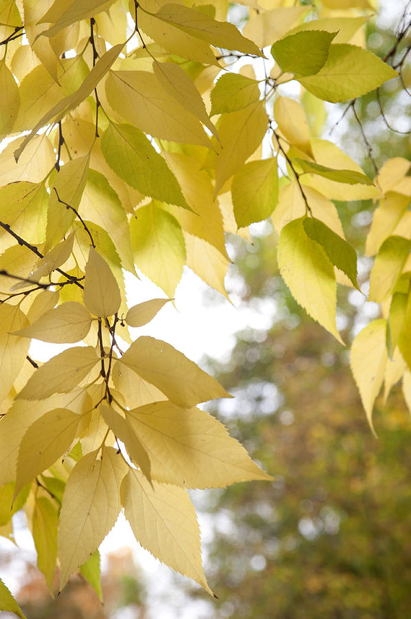 Yellow Leaves of American Hackberry Tree 3 Photograph by Jenny Rainbow