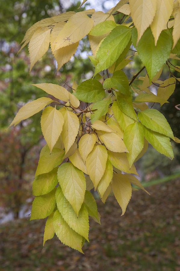 Yellow Leaves of American Hackberry Tree Photograph by Jenny Rainbow